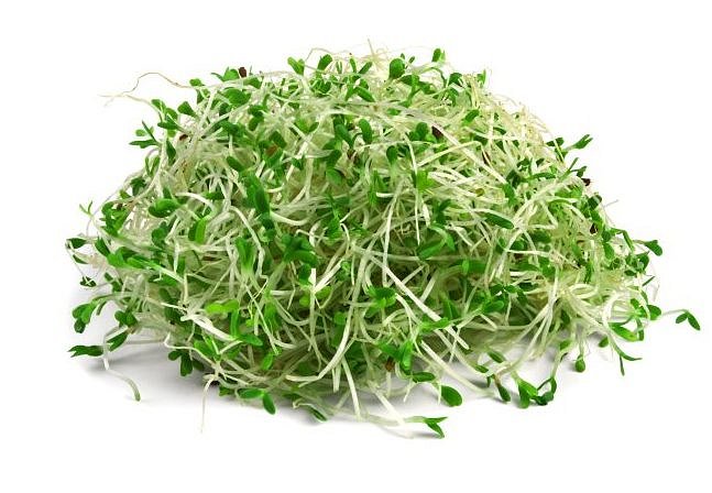 Alfalfa - semena na klíčení 200g