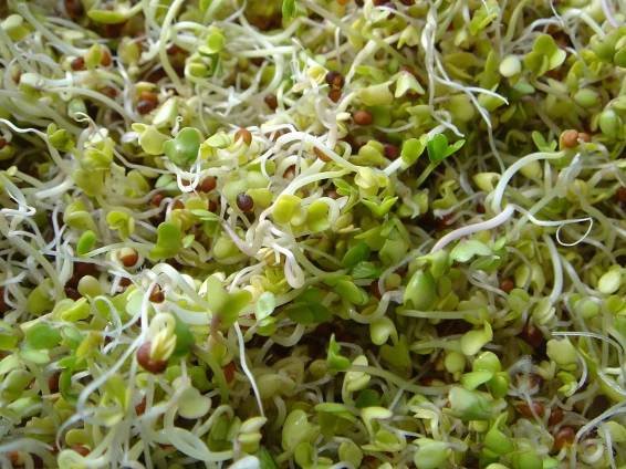 Brokolice Raab - semena na klíčení 200g