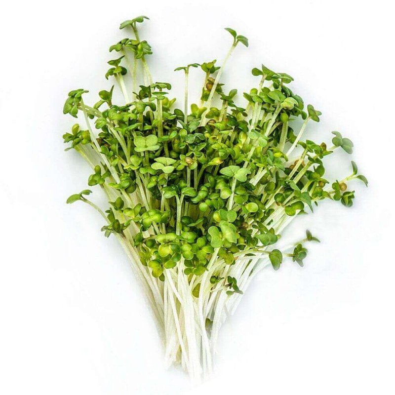 Hořčice - semena na klíčení 200g