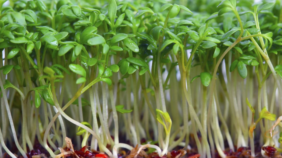 Řeřicha - semena na klíčení 200g