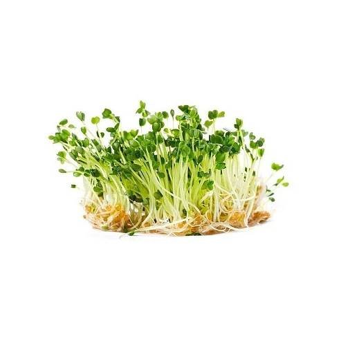 Rukola - semena na klíčení 200g